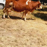 گاو مونت بیلیارد پرشیر جوان آبستن سنگین