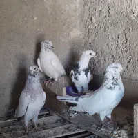 کاشانی و تهرانی