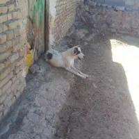سگ گله