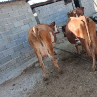 گاوشیری سمینتال