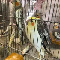 طوطی عروس بالغ