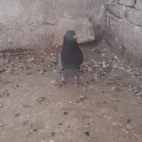 نر کوهی تهرانی