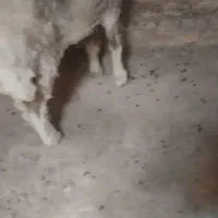 دو عدد بره گوسفند چاق