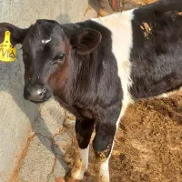 گوساله قطع شیر