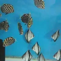 انواع ماهی