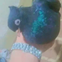 چشنوک|پرنده|مسجد سلیمان, |دیوار