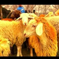همه نژاد همه وزن همه نوع فروش گوسفند زنده