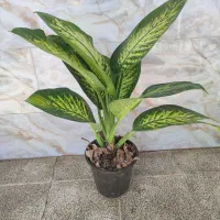 گل‌های زیبا و سرحال