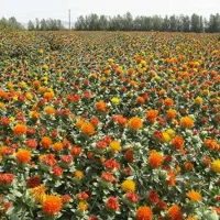 به تعدادی کارگر جهت کار در زمین کشاورزی نیازمندیم