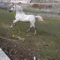 اسب|اسب و تجهیزات اسب‌سواری|اهر, |دیوار