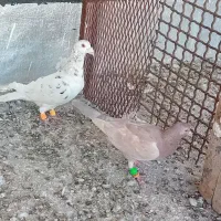 کبوتر