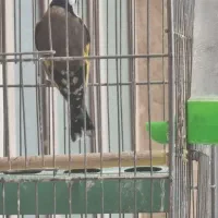 سهره مست|پرنده|یزد, |دیوار