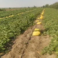 خربزه اصل مشهدی