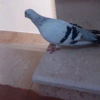 شامی نر|پرنده|میاندوآب, |دیوار