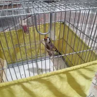 سهره جوجه قفس چهارگل