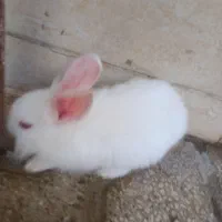 خرگوش