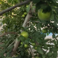 باغ-فیروز-بهرام-1000-متری