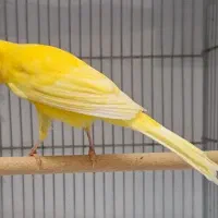 قناری رسمی بلند نر