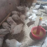 ۴۰ عدد بوقلمون بیوتی جوجه و ۳۱ عدد بوقلمون و ۴  نر