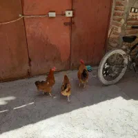 دو عدد مرغ یک عدد خروس به فروش می‌رسد