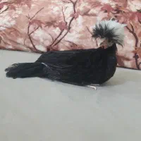 جوجه لهستانی
