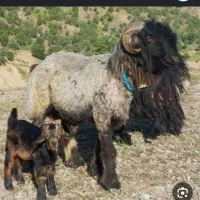 میش بز