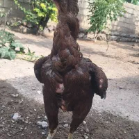 لاری