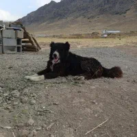 سگ قدرجونی  جاندارم   تورا ناموست الکی پیام نده