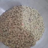 عدس پلوی