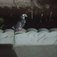 کفتر پلنگ