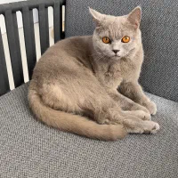 گربه بریتیش ماده