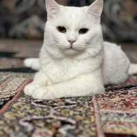 واگذاری|گربه|لار, |دیوار