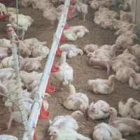 مرغداری-17000-قطعه-ای-فعال-زیر-قیمت-در-نکا