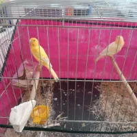 نروماده باچیزی که هم قیمت خودشو باشه مامله میکنم