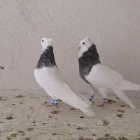 کبوتر طوقی