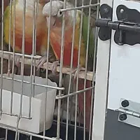 گرینچیک جوجه گرینچیک رد فکتور