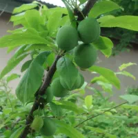 باغچه|فروش خانه و ویلا|قلعه نو, |دیوار