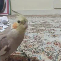 عروس گمشده ماده
