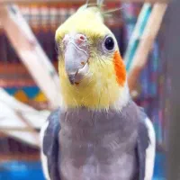 عروس هلندی سخنگوی نر