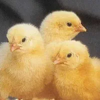 جوجه راس با کیفیت