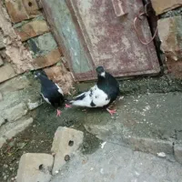 کفتر سینه سیاه