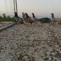 کبوتر سار سرور