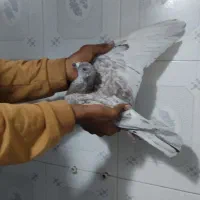 کفتر