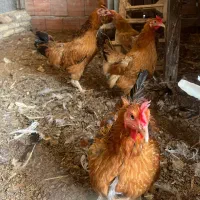 فروش مرغ تخمگذار