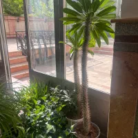 دو عدد نخل ماداگاسکار