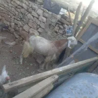 فروش 4راس بزعربی