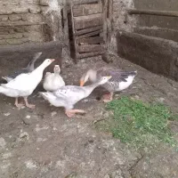 غاز
