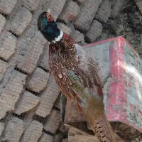 مرغ آمریکایی نر مست
