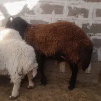 بره و نری برای عید قربان