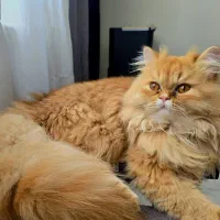 گربه پرشین نر ۱ ساله